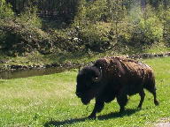 Custer State Park Black Hills South Dakota