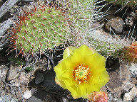Bighorn Canyon National Recreation Area thumbnail