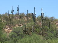 Catalina State Park Thumbnail