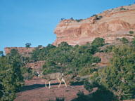 Canyonlands National Park