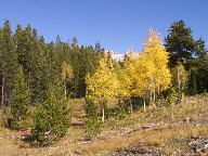 Colorado State Forest thumbnail