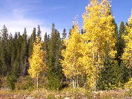 Colorado State Forest thumbnail