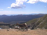 Mt. Evans Scenic Byway thumbnail