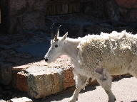 Mt. Evans Scenic Byway thumbnail