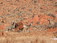 Kaycee Wyoming's Hole in the Wall & Redwall thumbnail