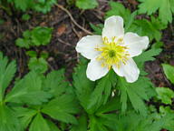 Indian Peaks Wilderness thumbnail
