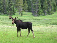 Indian Peaks Wilderness thumbnail