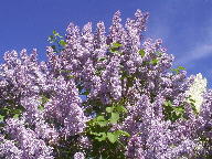 Lilacs wallpaper