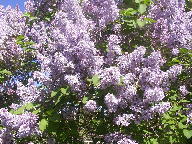 Lilacs wallpaper