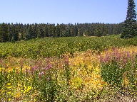 Rabbit Ears Pass thumbnail