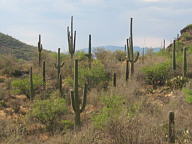 Sabino Canyon thumbnail