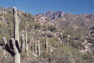 Sabino Canyon cactus and mountains