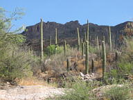 Sabino Canyon thumbnail