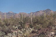 Sabino Canyon cactus and mountains