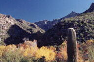 Sabino Canyon cactus and mountains