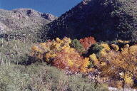 Sabino Canyon cactus and mountains