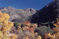 Sabino Canyon cactus and mountains
