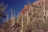 Sabino Canyon cactus and mountains