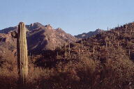 Sabino Canyon cactus and mountains
