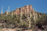 Sabino Canyon cactus and mountains