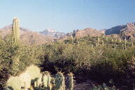 Sabino Canyon cactus and mountains