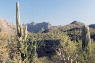 Sabino Canyon cactus and mountains