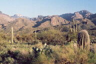 Sabino Canyon cactus and mountains