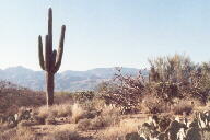 Saguaro National Park photo