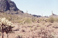 Saguaro National Park photo
