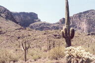 Saguaro National Park photo
