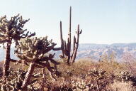 Saguaro National Park photo