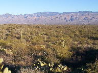 Saguaro National Park photo