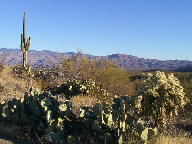 Saguaro National Park photo