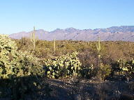 Saguaro National Park photo