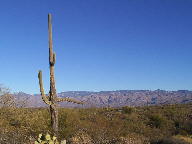 Saguaro National Park photo