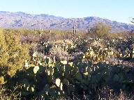 Saguaro National Park photo