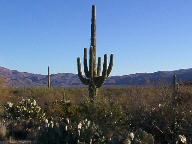 Saguaro National Park photo