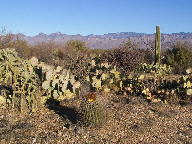Saguaro National Park photo