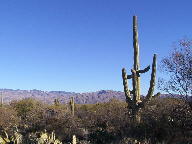 Saguaro National Park photo