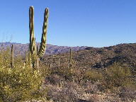 Saguaro National Park photo