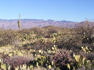 Saguaro National Park photo