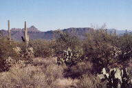 Saguaro National Park photo