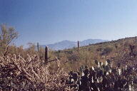 Saguaro National Park photo
