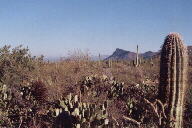 Saguaro National Park photo