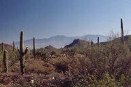 Saguaro National Park photo