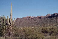 Saguaro National Park photo