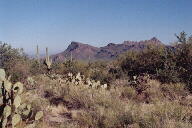 Saguaro National Park photo