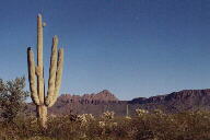 Saguaro National Park photo