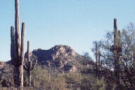 Saguaro National Park photo