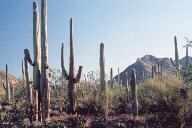 Saguaro National Park photo